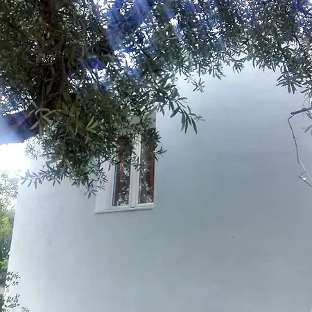 Kokavesis Himare